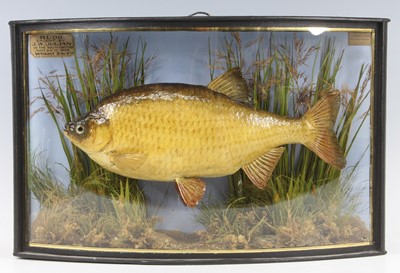 Lot 508 - An Edwardian taxidermy Rudd (Scardinius...