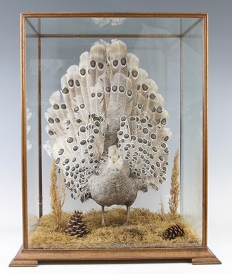 Lot 501 - A 20th century taxidermy Grey-Peacock Pheasant...