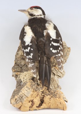 Lot 477 - A taxidermy Greater-Spotted...