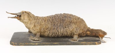 Lot 471 - A Victorian Duck-Billed Platypus...