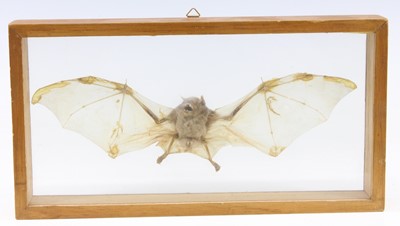 Lot 473 - A 20th century taxidermy Fruit Bat...