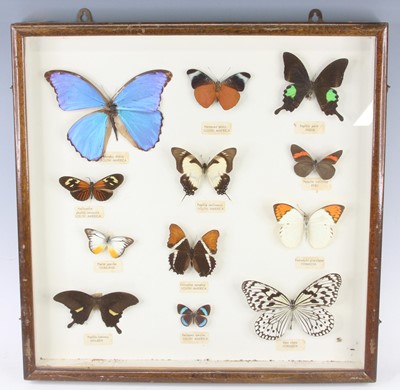 Lot 474 - Lepidoperology, a collection of butterflies to...