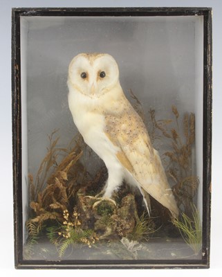 Lot 470 - An early 20th century taxidermy Barn Owl (Tyto...