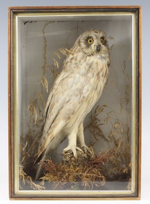 Lot 483 - A late Victorian taxidermy Short eared owl...