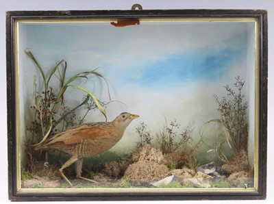 Lot 478 - A Victorian taxidermy Corn Crake (Crex crex),...