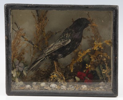 Lot 476 - An early 20th century taxidermy Starling...