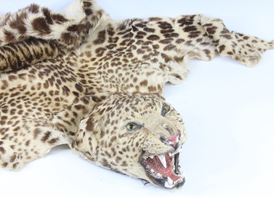 Lot 484 - An early 20th century taxidermy Cheetah skin...