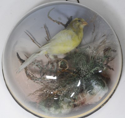 Lot 480 - A Victorian taxidermy Yellow Canary (Serinus...