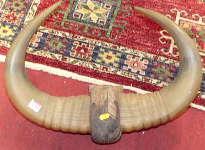 Lot 1250 - A pair of wall mounted horns, span 52cm