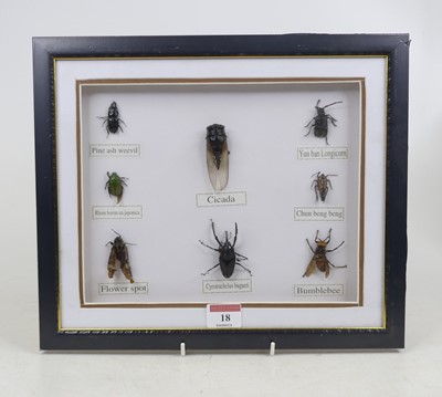Lot 18 - A framed display of insects, 28x33cm including...
