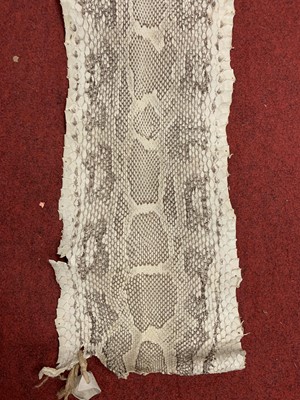 Lot 463 - A snakeskin (rolled)