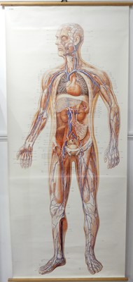 Lot 258 - A human anatomical study, pull-down digital...