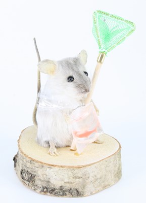 Lot 1414 - An anthropomorphic taxidermy White mouse (Mus...