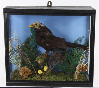 Lot 1402 - A 20th century taxidermy Peid Blackbird...