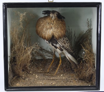 Lot 1401 - A 20th century taxidermy Ruff (Calidris...