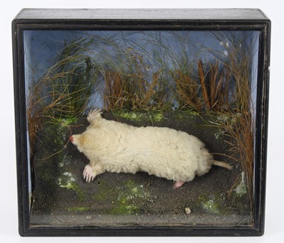 Lot 1407 - A mid-20th century taxidermy Albino Mole...