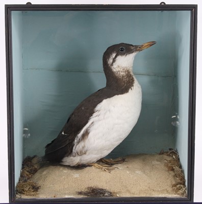 Lot 1403 - A mid-20th century taxidermy Guillemot (Uria...