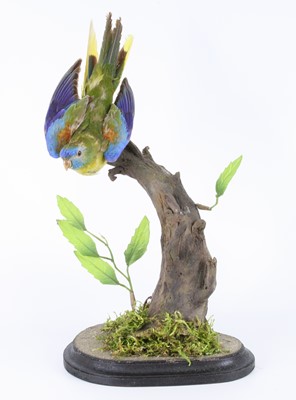 Lot 1400 - A taxidermy Turquoise? Parrot (Neophema...