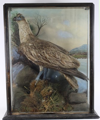 Lot 1391 - A Victorian taxidermy Opsrey (Pandion...