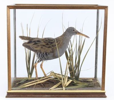 Lot 1406 - A taxidermy Water Rail (Rallus aquaticus)...