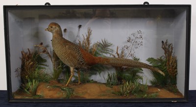 Lot 1389 - A Victorian taxidermy Golden Pheasant...