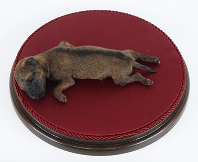 Lot 1409 - A taxidermy stillborn Border Terrier (Canis...