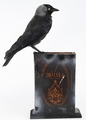 Lot 1410 - A taxidermy Jackdaw (Coloeus monedula),...