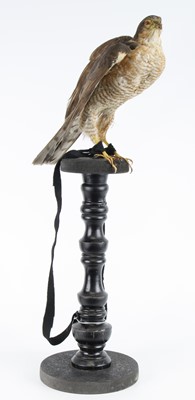 Lot 1390 - A Victorian taxidermy Sparrowhawk (Accipiter...