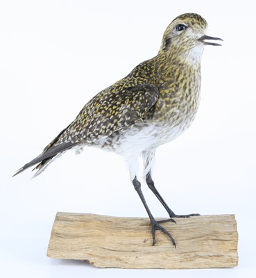 Lot 1398 - A taxidermy Golden Plover (Pluvialis...