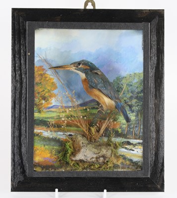 Lot 1397 - A taxidermy Kingfisher (Alcedo atthis),...