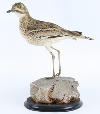 Lot 1399 - A taxidermy European Stone-Curlew (Burhinus...