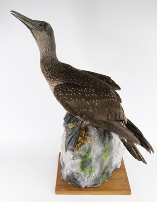 Lot 1404 - A taxidermy Juvenile Gannet (Morus bassana),...