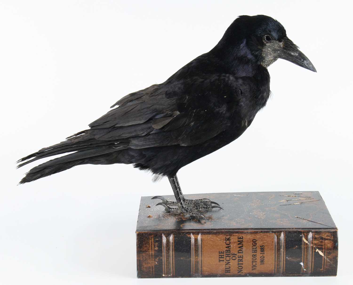 Lot 1411 - A taxidermy European Rook (Corvus frugilegus),...