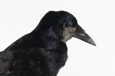 Lot 1411 - A taxidermy European Rook (Corvus frugilegus),...