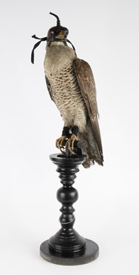 Lot 1392 - A Victorian taxidermy Peregrine Falcon (Falco...