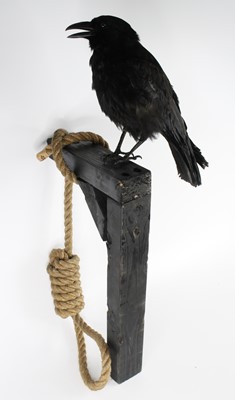 Lot 1412 - A taxidermy Carrion Crow (Corvus corone),...