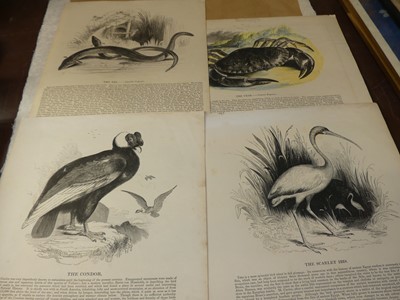 Lot 1126 - A collection of unframed prints, as broken out...