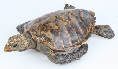 Lot 3607 - An early 20th century taxidermy Hawksbill...