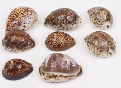 Lot 581 - A collection of cowrie shells, to include a...