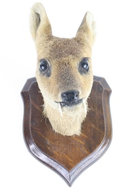 Lot 3599 - An early 20th century taxidermy Chinese...