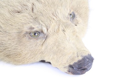 Lot 3586 - An early 20th century taxidermy Brown bear...