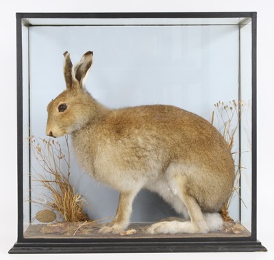 Lot 3610 - A 20th century taxidermy Irish Hare (Lepus...