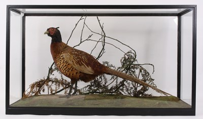 Lot 3658 - A 20th century taxidermy Old English Pheasant...