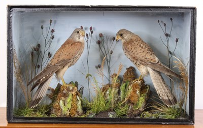 Lot 3666 - A brace of Victorian taxidermy  Kestrels...