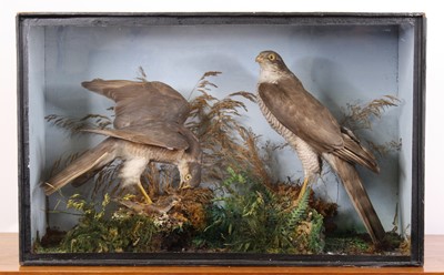 Lot 3665 - A brace of Victorian taxidermy Sparrowhawks...