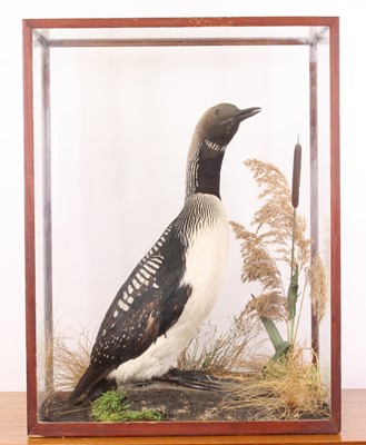 Lot 3662 - A large taxidermy Black-throated Diver (Gavia...