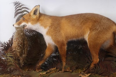 Lot 3609 - A taxidermy Red fox (Vulpes vulpes), full...