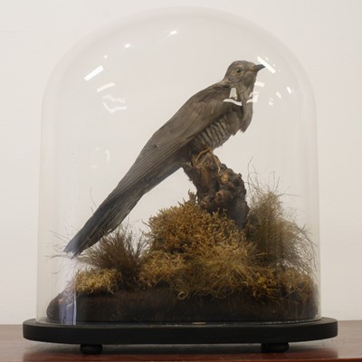 Lot 3648 - A taxidermy Common Cuckoo (Cuculus canorus),...