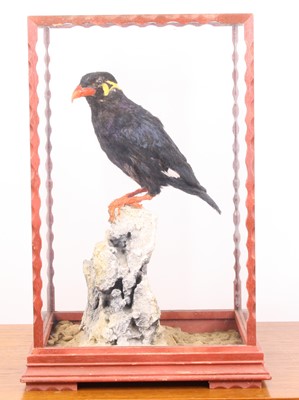 Lot 3669 - A taxidermy Mynah Bird (Gracula religiosa),...