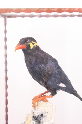 Lot 3669 - A taxidermy Mynah Bird (Gracula religiosa),...